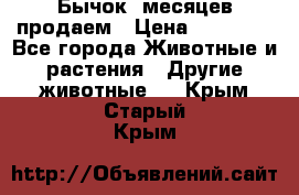 Бычок 6месяцев продаем › Цена ­ 20 000 - Все города Животные и растения » Другие животные   . Крым,Старый Крым